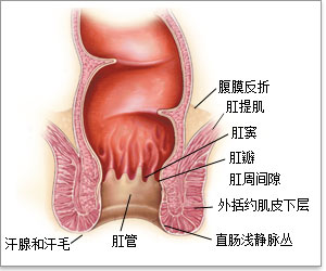肛肠剖面图