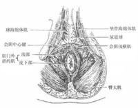 肛乳头瘤是什么原因引发的